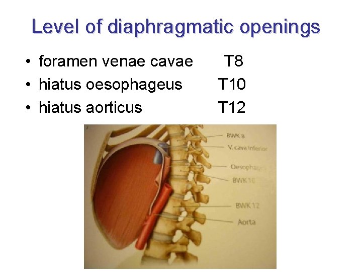 Level of diaphragmatic openings • foramen venae cavae T 8 • hiatus oesophageus T