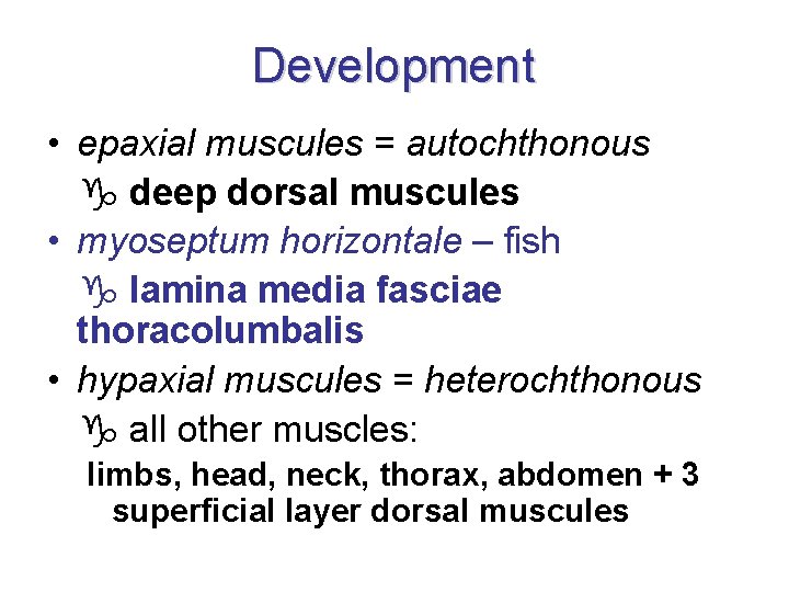 Development • epaxial muscules = autochthonous deep dorsal muscules • myoseptum horizontale – fish