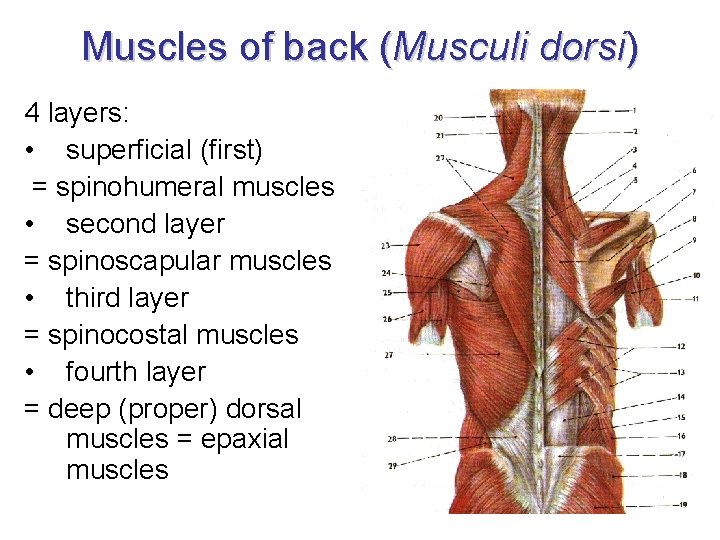 Muscles of back (Musculi dorsi) 4 layers: • superficial (first) = spinohumeral muscles •
