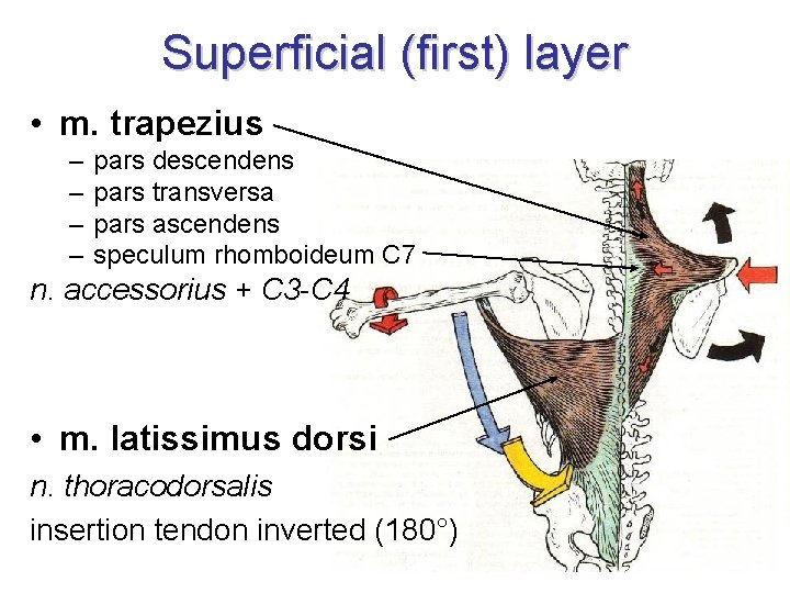 Superficial (first) layer • m. trapezius – – pars descendens pars transversa pars ascendens