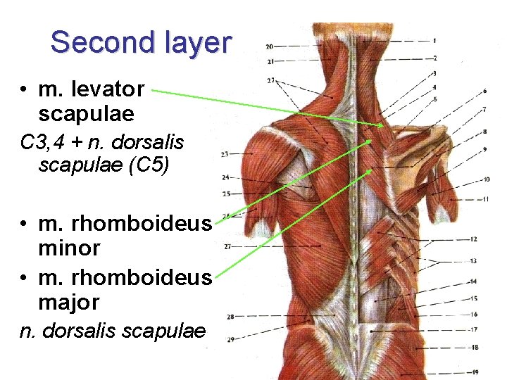 Second layer • m. levator scapulae C 3, 4 + n. dorsalis scapulae (C