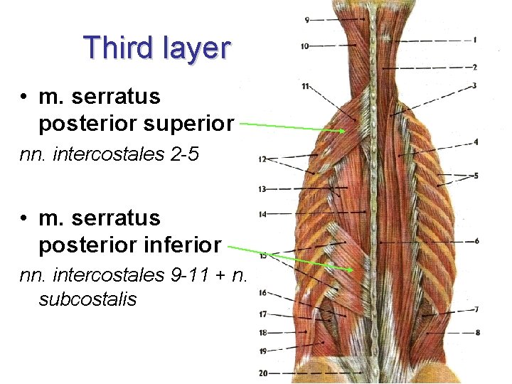 Third layer • m. serratus posterior superior nn. intercostales 2 -5 • m. serratus