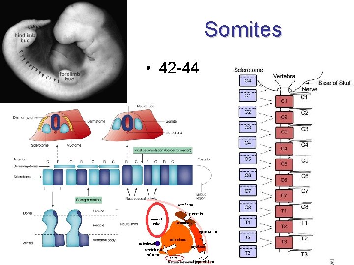 Somites • 42 -44 