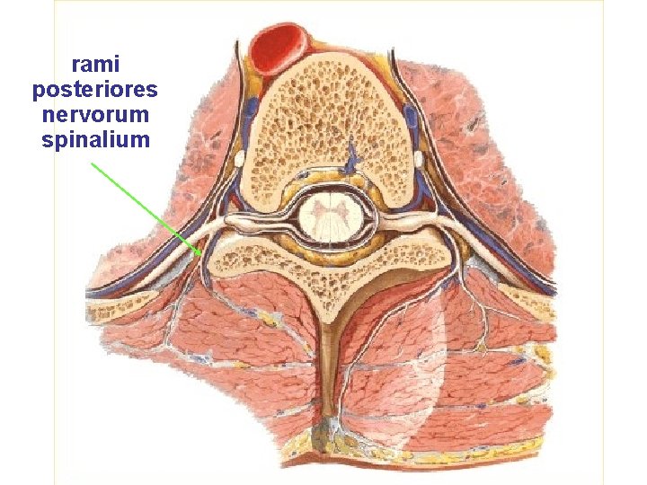 rami posteriores nervorum spinalium 