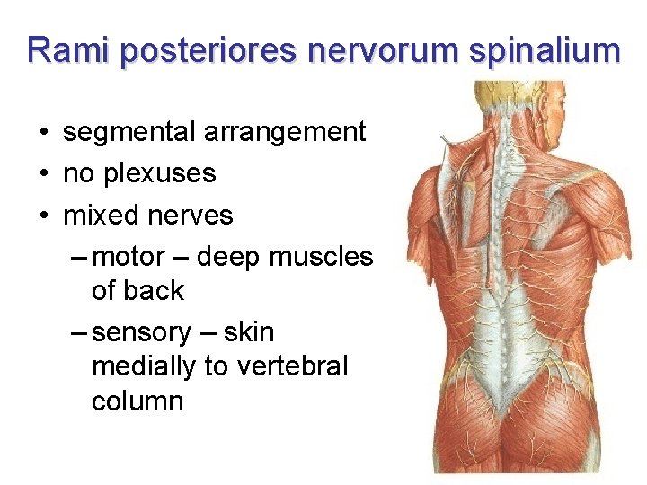 Rami posteriores nervorum spinalium • segmental arrangement • no plexuses • mixed nerves –