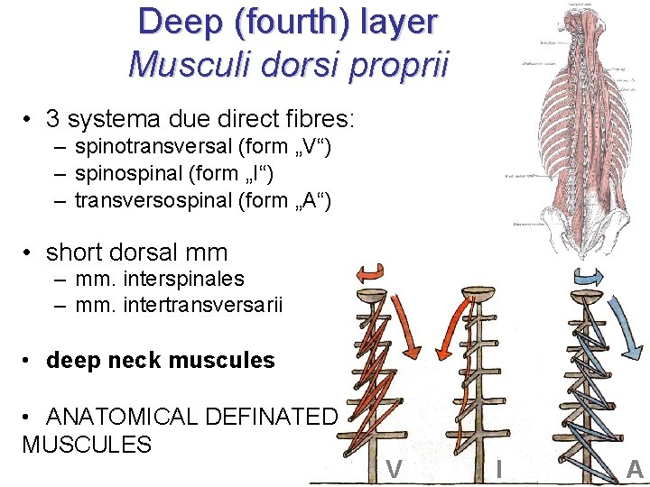 Deep (fourth) layer Musculi dorsi proprii • 3 systema due direct fibres: – spinotransversal