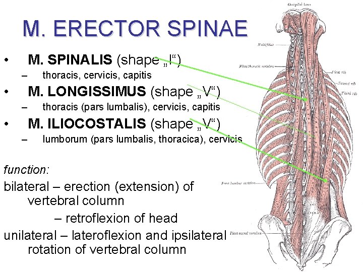 M. ERECTOR SPINAE • M. SPINALIS (shape „I“) – • thoracis, cervicis, capitis M.