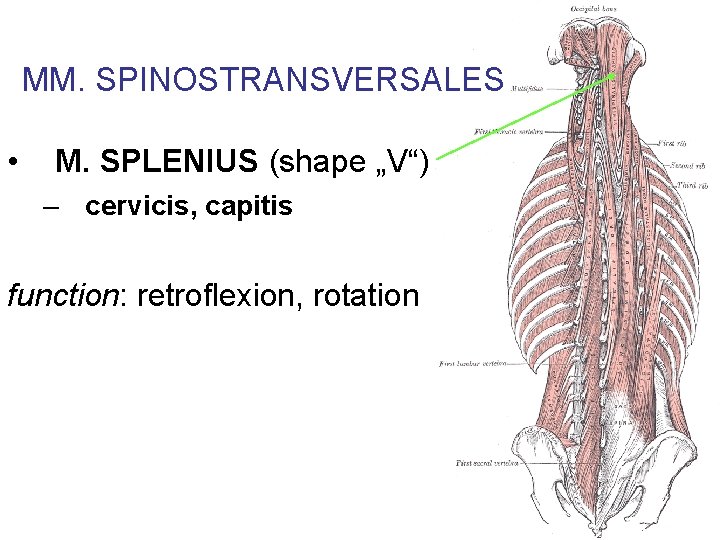 MM. SPINOSTRANSVERSALES • M. SPLENIUS (shape „V“) – cervicis, capitis function: retroflexion, rotation 