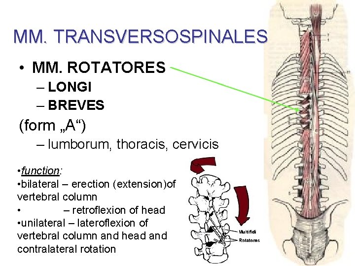 MM. TRANSVERSOSPINALES • MM. ROTATORES – LONGI – BREVES (form „A“) – lumborum, thoracis,