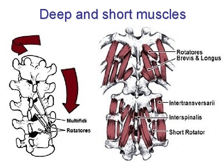 Deep and short muscles 