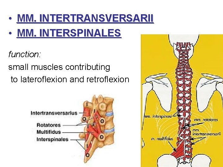  • MM. INTERTRANSVERSARII • MM. INTERSPINALES function: small muscles contributing to lateroflexion and