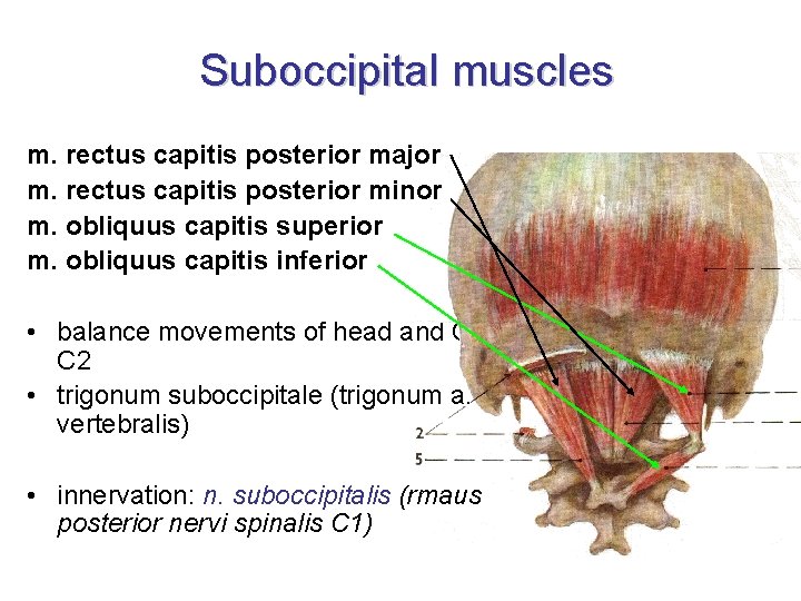 Suboccipital muscles m. rectus capitis posterior major m. rectus capitis posterior minor m. obliquus
