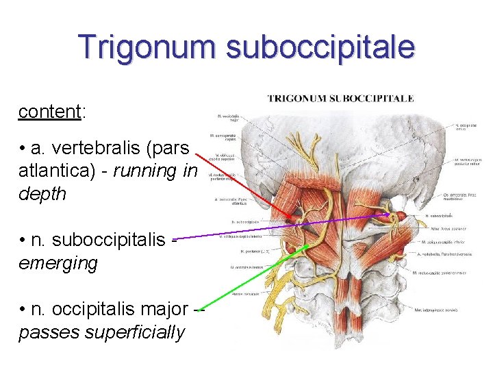 Trigonum suboccipitale content: • a. vertebralis (pars atlantica) - running in depth • n.