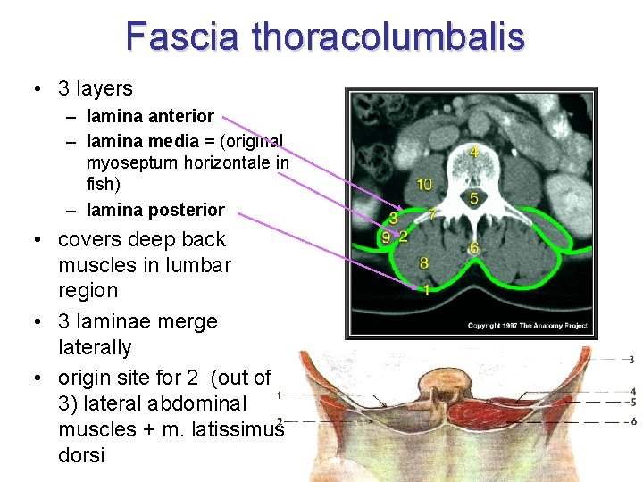 Fascia thoracolumbalis • 3 layers – lamina anterior – lamina media = (original myoseptum