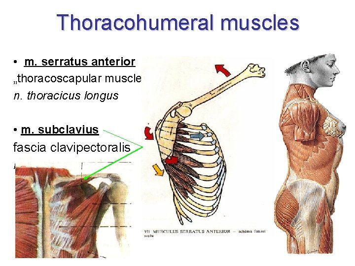 Thoracohumeral muscles • m. serratus anterior „thoracoscapular muscle“ n. thoracicus longus • m. subclavius