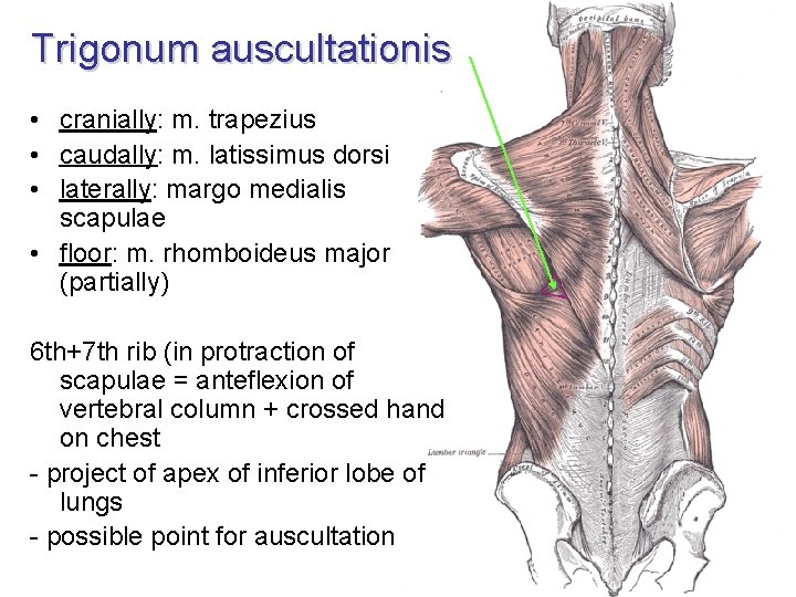 Trigonum auscultationis • cranially: m. trapezius • caudally: m. latissimus dorsi • laterally: margo