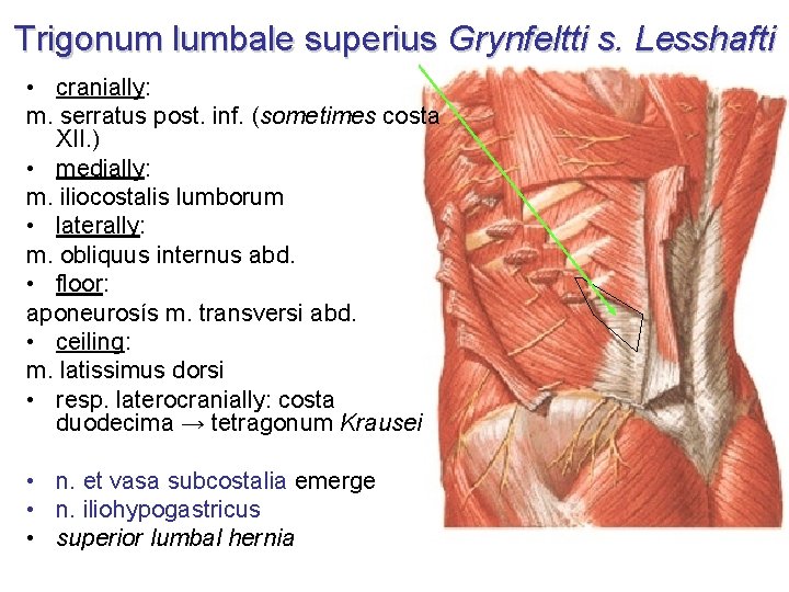 Trigonum lumbale superius Grynfeltti s. Lesshafti • cranially: m. serratus post. inf. (sometimes costa