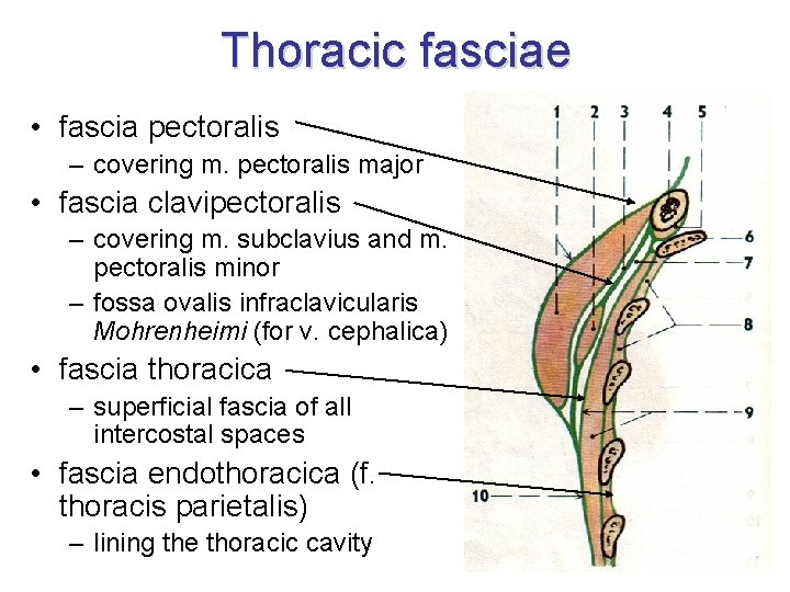 Thoracic fasciae • fascia pectoralis – covering m. pectoralis major • fascia clavipectoralis –