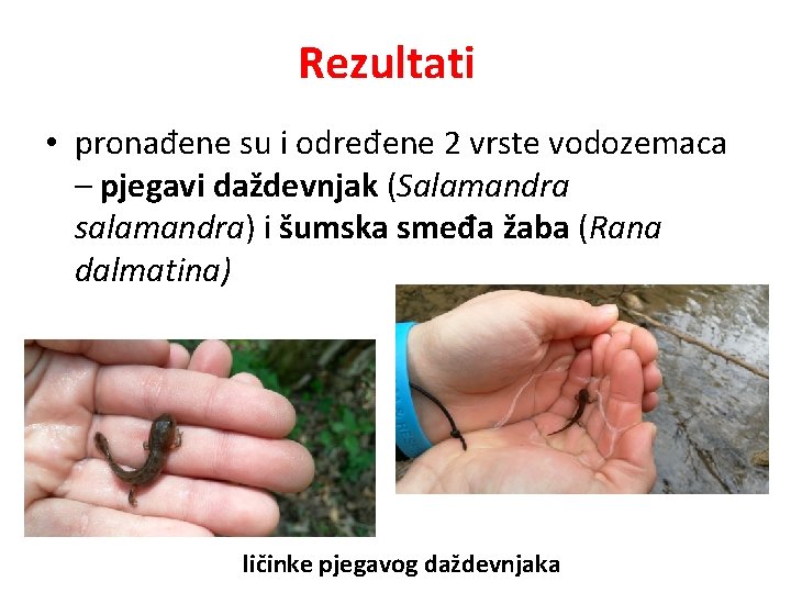 Rezultati • pronađene su i određene 2 vrste vodozemaca – pjegavi daždevnjak (Salamandra salamandra)