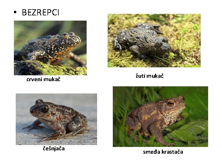  • BEZREPCI crveni mukač češnjača žuti mukač smeđa krastača 