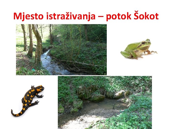 Mjesto istraživanja – potok Šokot 