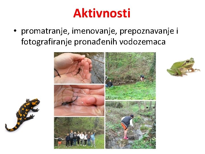 Aktivnosti • promatranje, imenovanje, prepoznavanje i fotografiranje pronađenih vodozemaca 