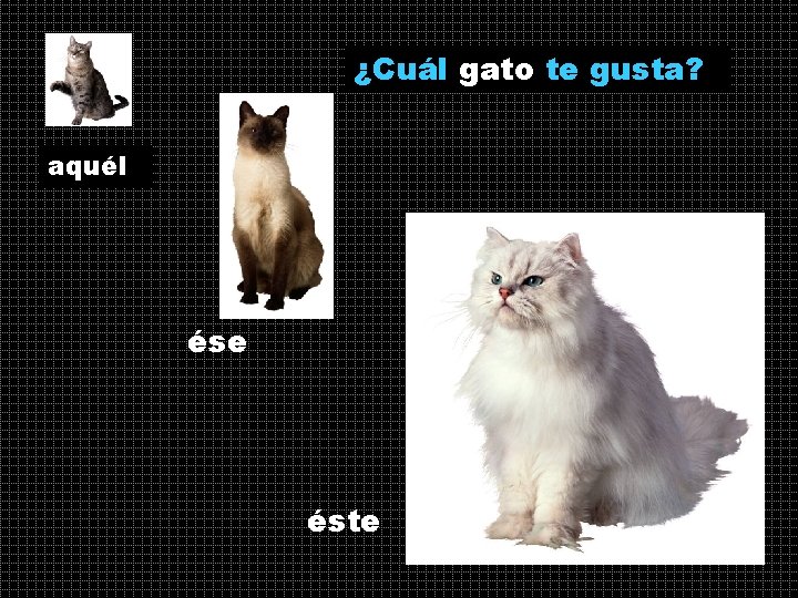 ¿Cuál gato te gusta? aquél ése éste 