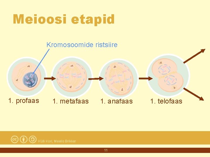 Meioosi etapid Kromosoomide ristsiire 1. profaas 1. metafaas 1. anafaas Külli Kori, Meelis Brikker