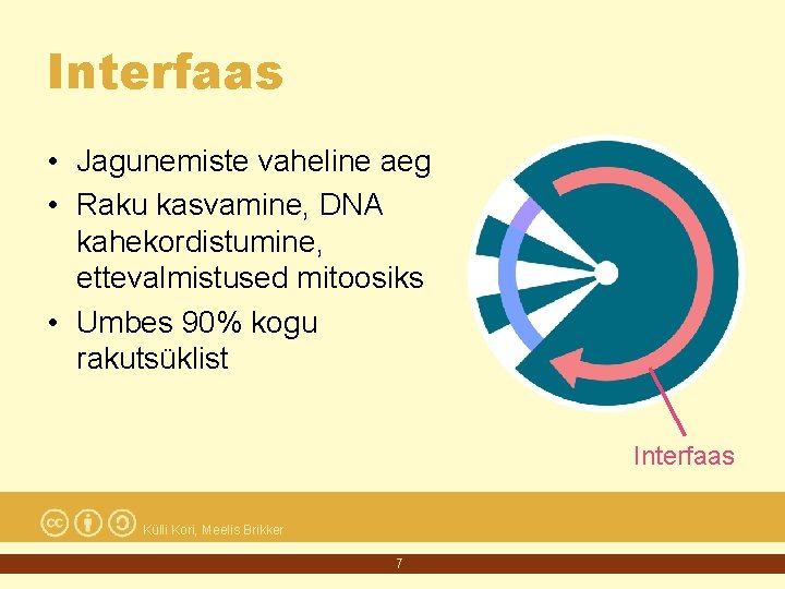 Interfaas • Jagunemiste vaheline aeg • Raku kasvamine, DNA kahekordistumine, ettevalmistused mitoosiks • Umbes