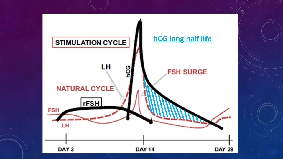 h. CG long half life 