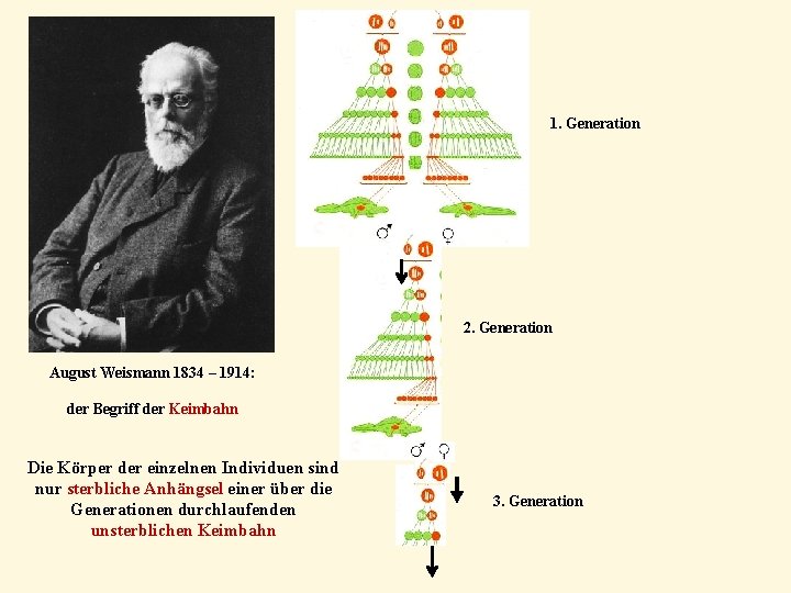1. Generation 2. Generation August Weismann 1834 – 1914: der Begriff der Keimbahn Die