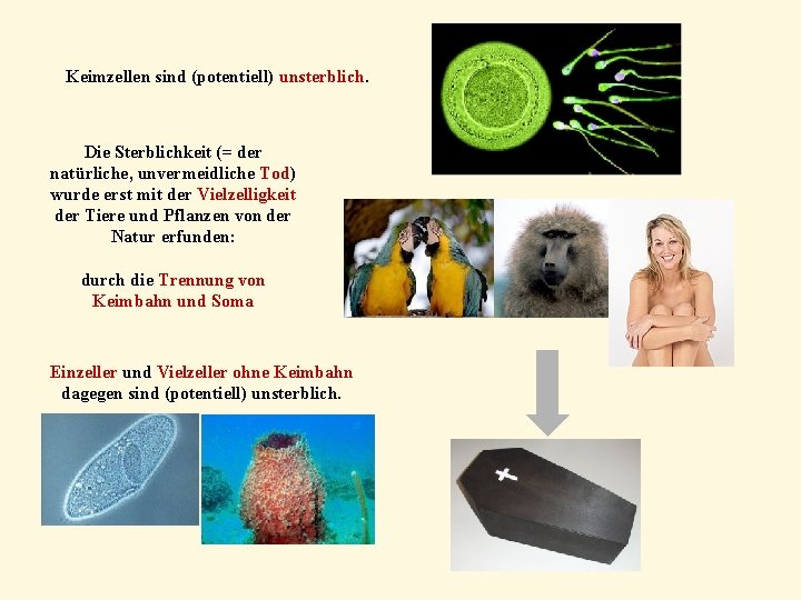 Keimzellen sind (potentiell) unsterblich. Die Sterblichkeit (= der natürliche, unvermeidliche Tod) wurde erst mit