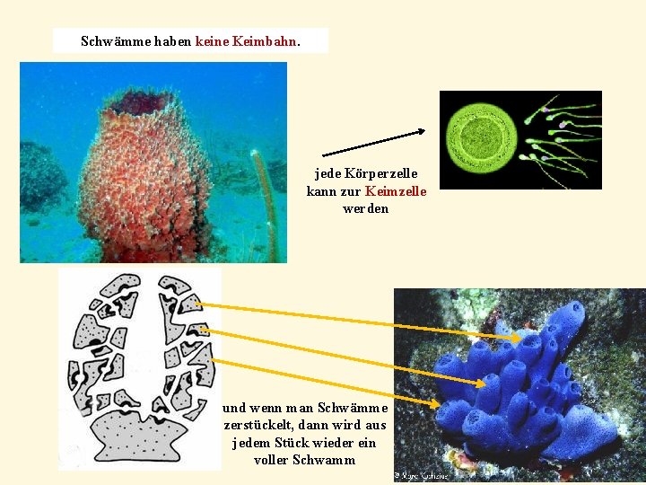 Schwämme haben keine Keimbahn. jede Körperzelle kann zur Keimzelle werden und wenn man Schwämme