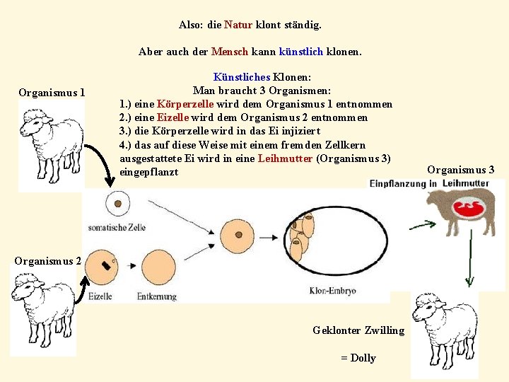 Also: die Natur klont ständig. Aber auch der Mensch kann künstlich klonen. Organismus 1