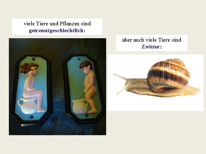 viele Tiere und Pflanzen sind getrenntgeschlechtlich: aber auch viele Tiere sind Zwitter: 