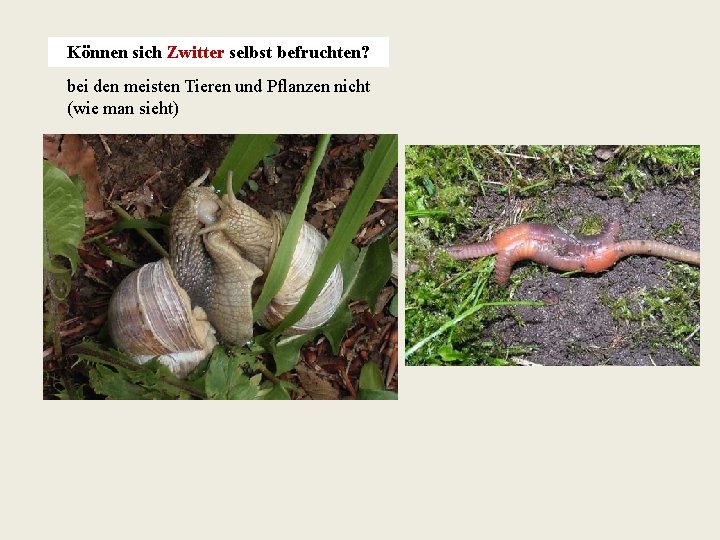 Können sich Zwitter selbst befruchten? bei den meisten Tieren und Pflanzen nicht (wie man