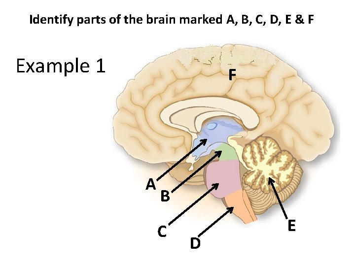 Identify parts of the brain marked A, B, C, D, E & F Example