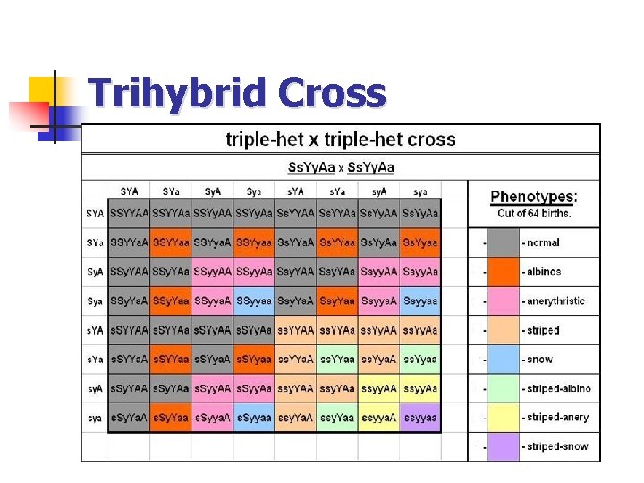 Trihybrid Cross 