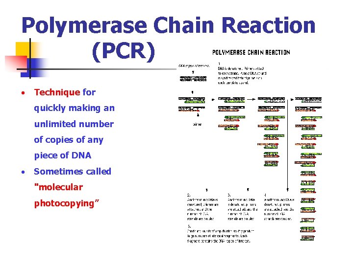 Polymerase Chain Reaction (PCR) Technique for quickly making an unlimited number of copies of
