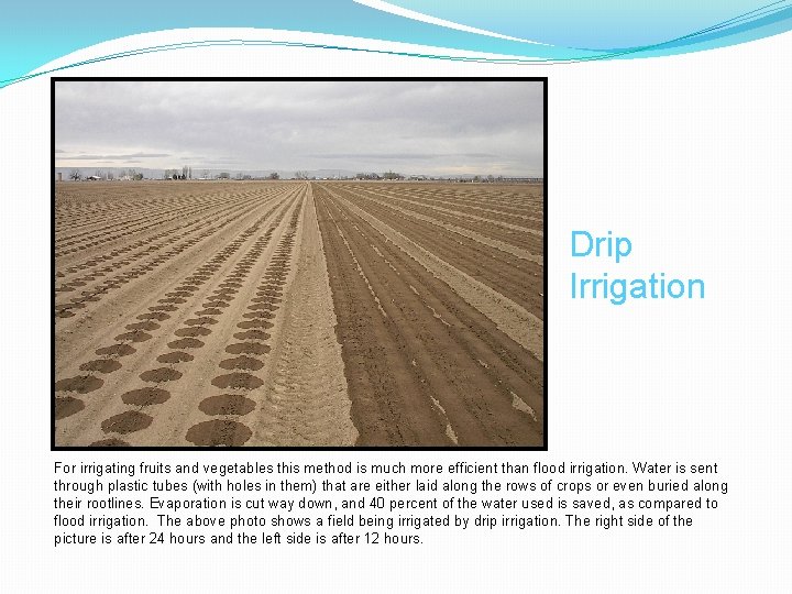 Drip Irrigation For irrigating fruits and vegetables this method is much more efficient than