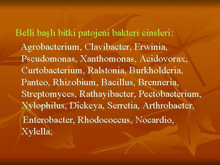  Belli başlı bitki patojeni bakteri cinsleri: Agrobacterium, Clavibacter, Erwinia, Pseudomonas, Xanthomonas, Acidovorax, Curtobacterium,