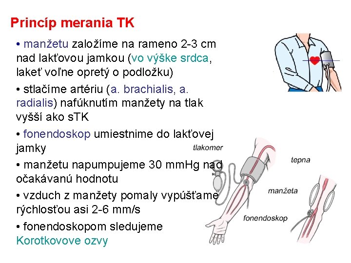 Princíp merania TK • manžetu založíme na rameno 2 -3 cm nad lakťovou jamkou