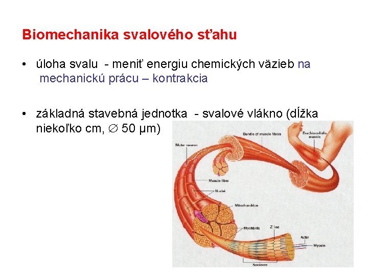 Biomechanika svalového sťahu • úloha svalu - meniť energiu chemických väzieb na mechanickú prácu