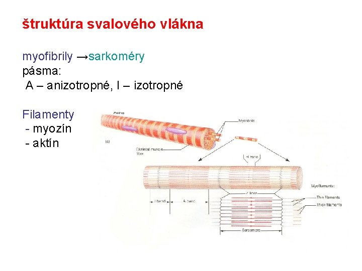 štruktúra svalového vlákna myofibrily →sarkoméry pásma: A – anizotropné, I – izotropné Filamenty -