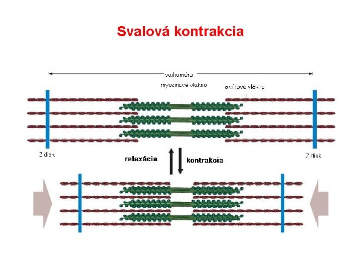 Svalová kontrakcia 