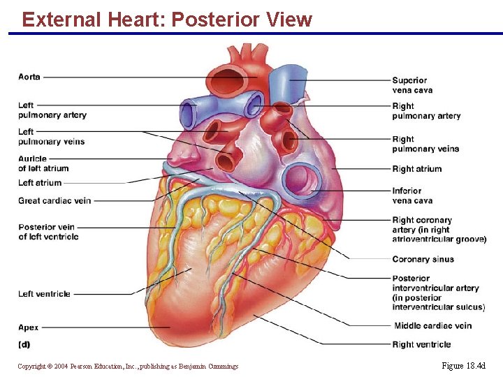 External Heart: Posterior View Copyright © 2004 Pearson Education, Inc. , publishing as Benjamin