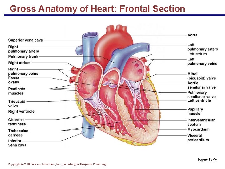Gross Anatomy of Heart: Frontal Section Figure 18. 4 e Copyright © 2004 Pearson