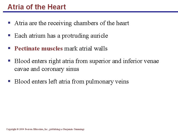 Atria of the Heart § Atria are the receiving chambers of the heart §