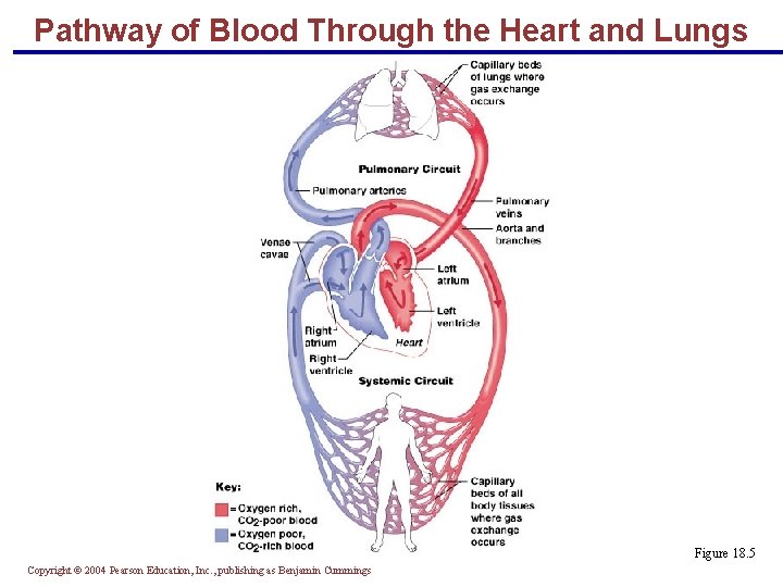 Pathway of Blood Through the Heart and Lungs Figure 18. 5 Copyright © 2004