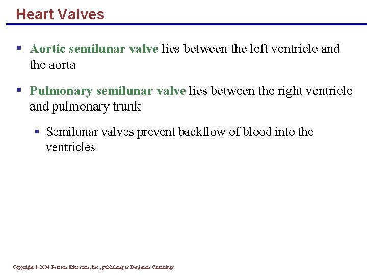 Heart Valves § Aortic semilunar valve lies between the left ventricle and the aorta